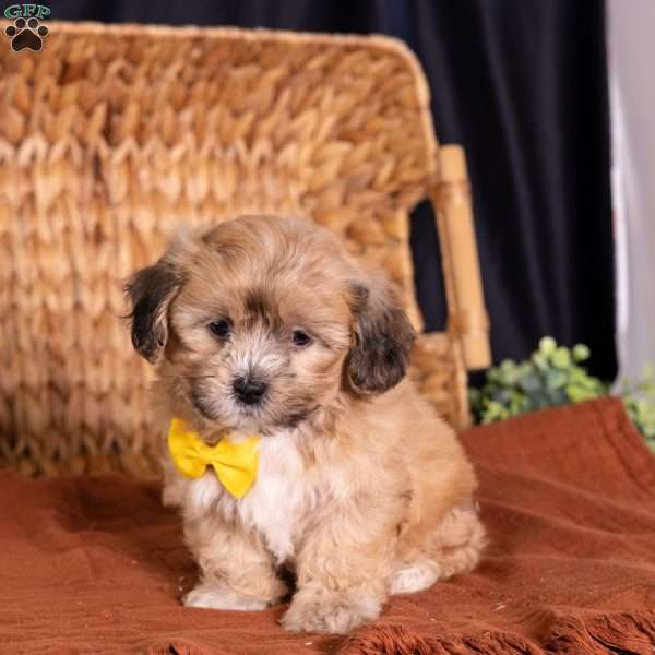 Scott, Teddy Bear Puppy